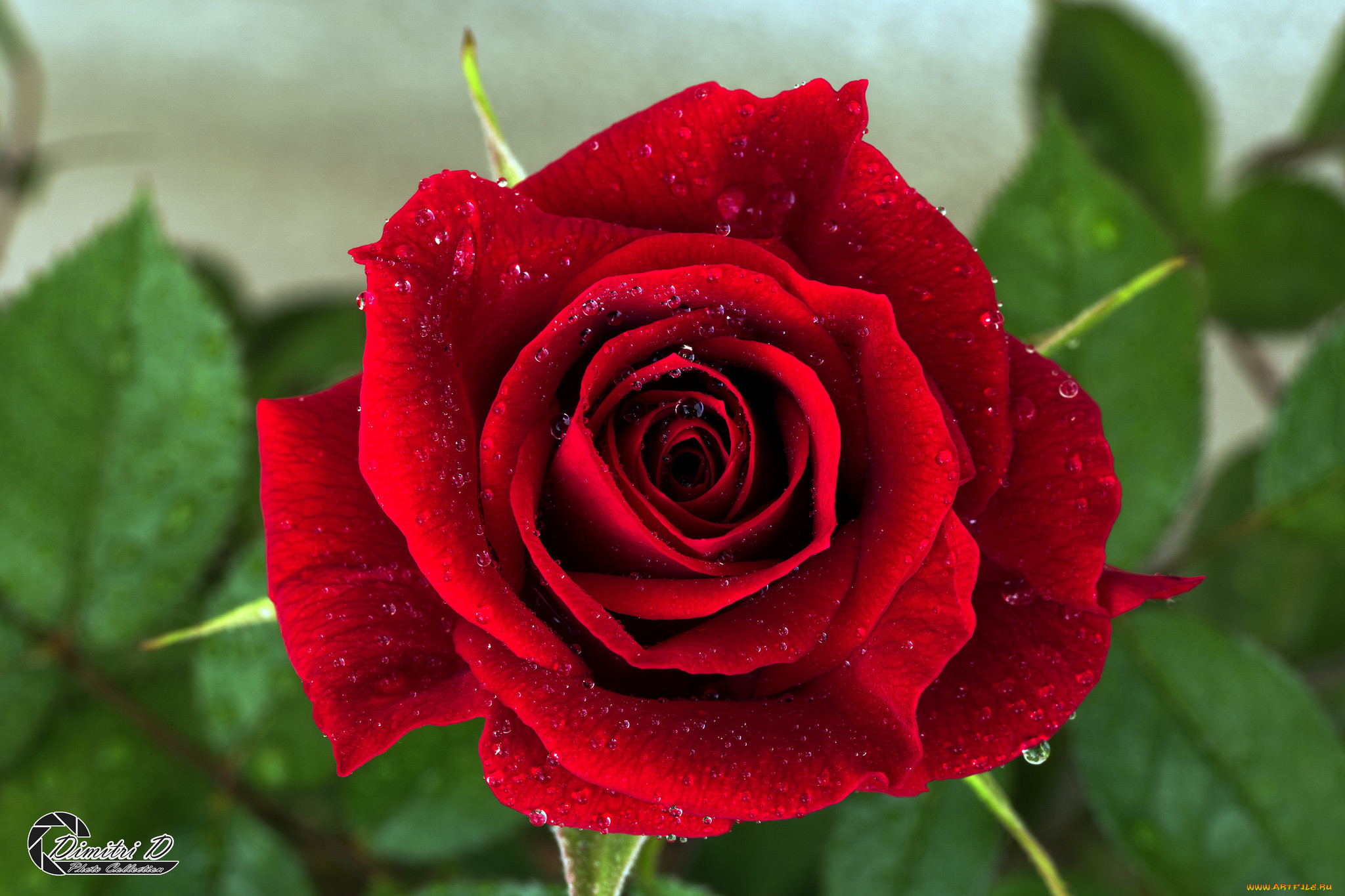 , , leaves, petals, bud, blossoms, , rose, , , , 
